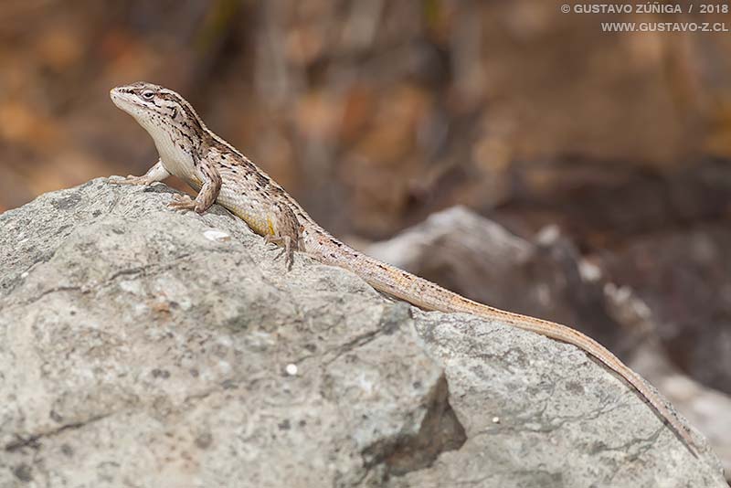 Liolaemus_schroederi_IMG_3505_B