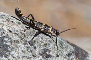 Agathemera mesoauriculae - Chincemolle Agathemera mesoauriculae - Chincemolle