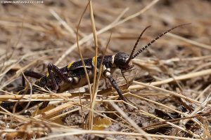 Agathemera mesoauriculae - Chincemolle Agathemera mesoauriculae - Chincemolle