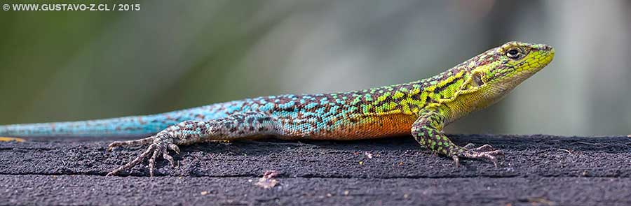 Liolaemus-tenuis-IMG_8463_Macho