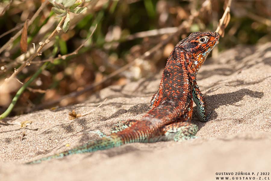 Liolaemus zapallarensis, Lagarto de Zapallar Liolaemus zapallarensis, Lagarto de Zapallar