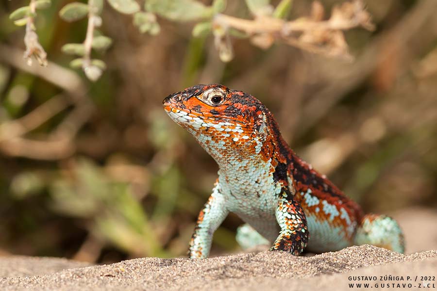 Liolaemus zapallarensis Lagarto de Zapallar