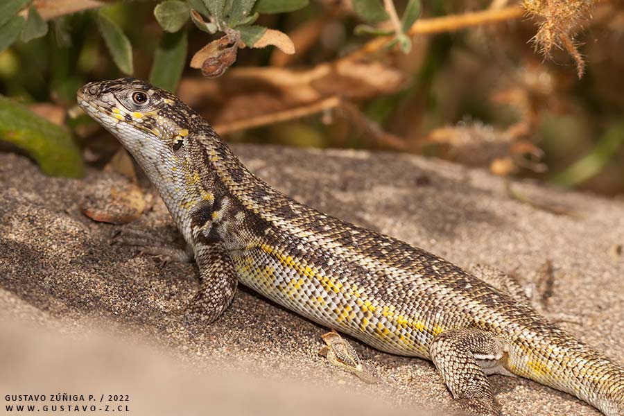 Liolaemus zapallarensis, Lagarto de Zapallar Liolaemus zapallarensis, Lagarto de Zapallar