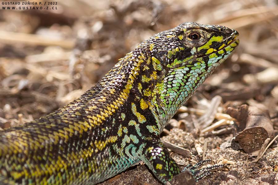 Liolaemus zapallarensis, Lagarto de Zapallar Liolaemus zapallarensis, Lagarto de Zapallar