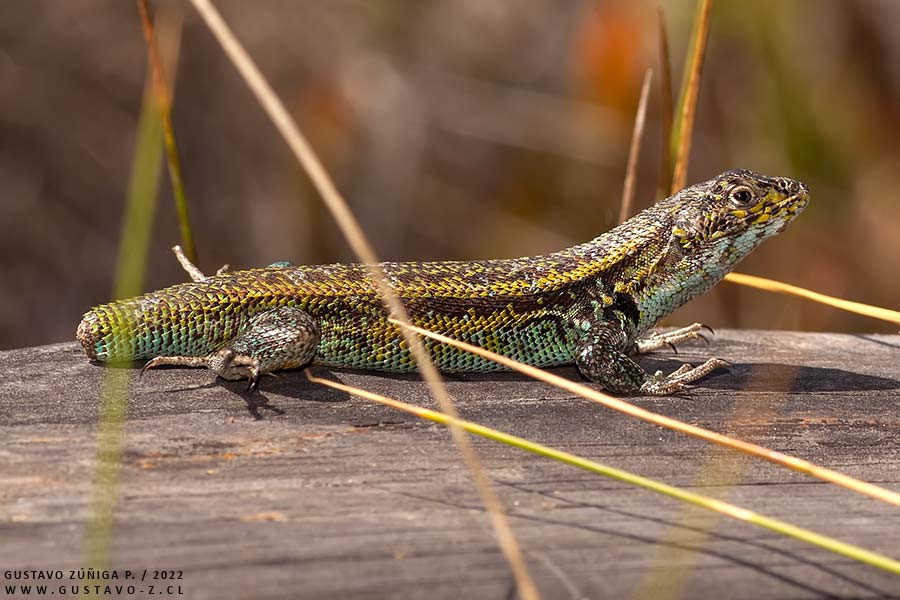 Liolaemus zapallarensis, Lagarto de Zapallar Liolaemus zapallarensis, Lagarto de Zapallar