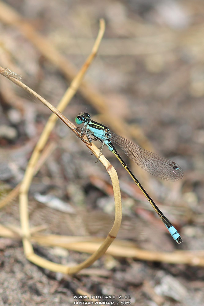 Ischnura fluviatilis, Caballito del Diablo Ischnura fluviatilis, Caballito del Diablo