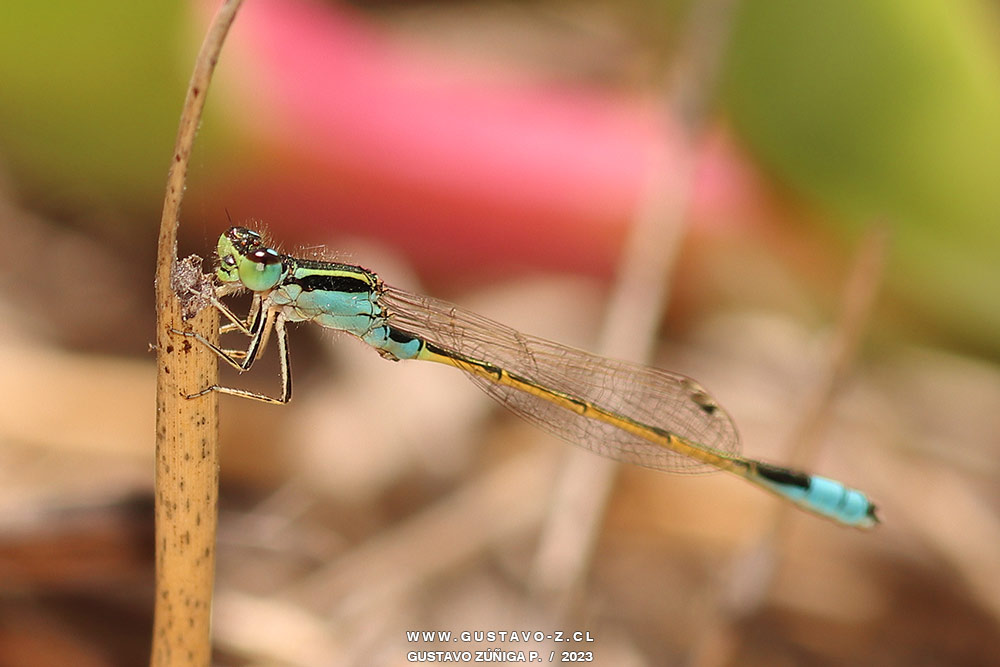 Ischnura fluviatilis Caballito del Diablo