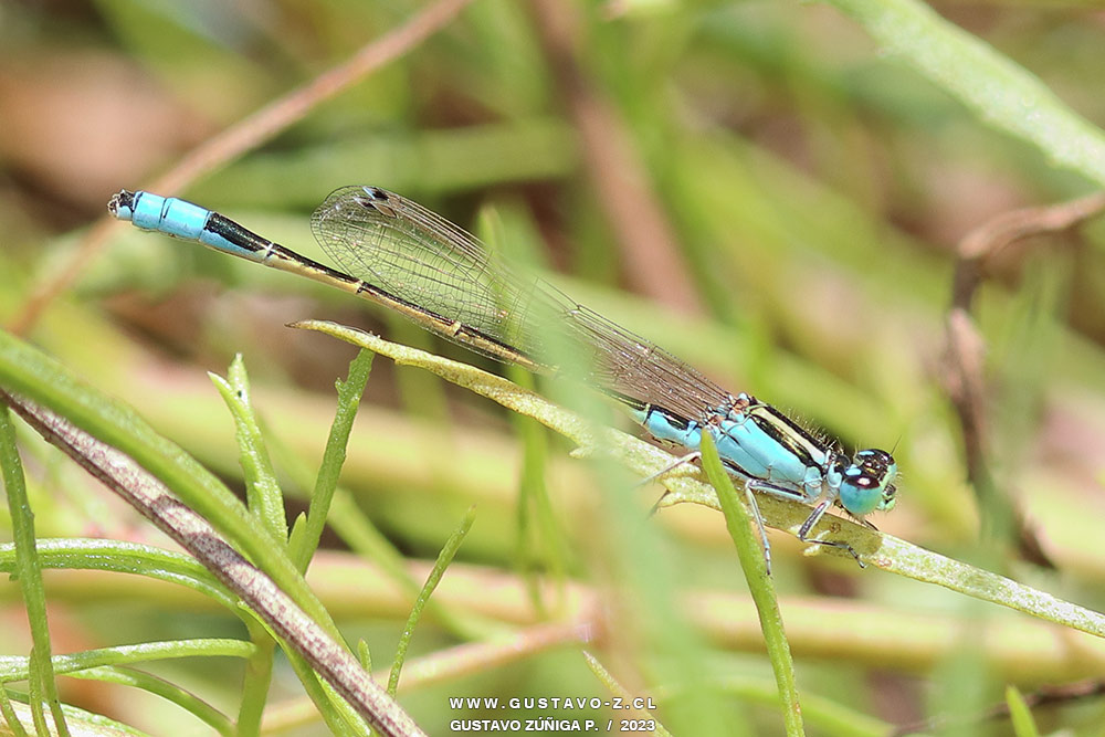 Ischnura fluviatilis, Caballito del Diablo Ischnura fluviatilis, Caballito del Diablo
