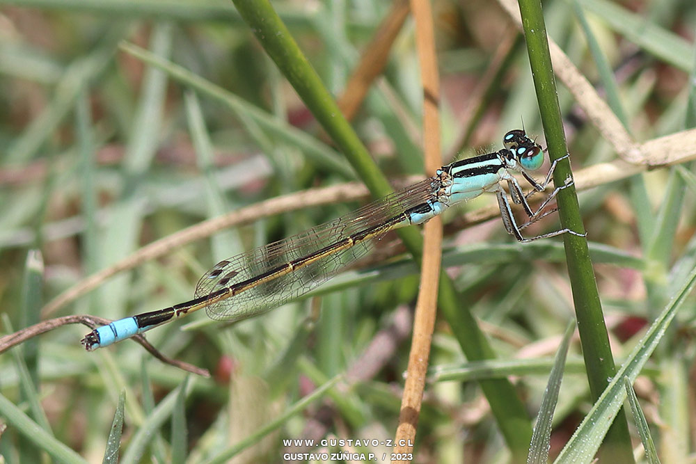 Ischnura fluviatilis, Caballito del Diablo Ischnura fluviatilis, Caballito del Diablo