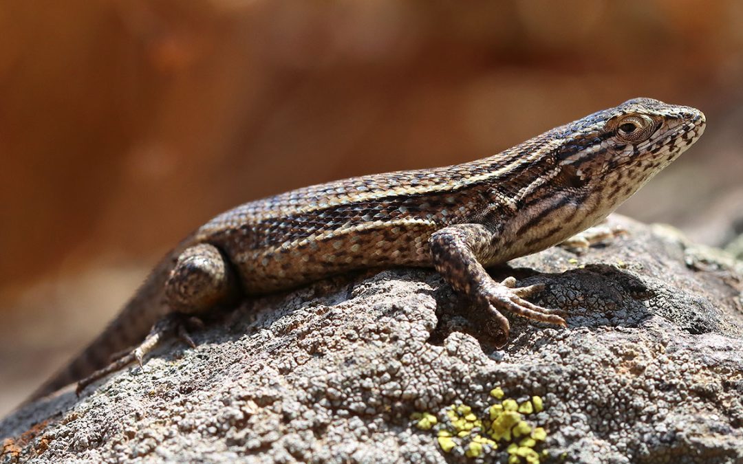 Liolaemus fuscus – lagartija oscura